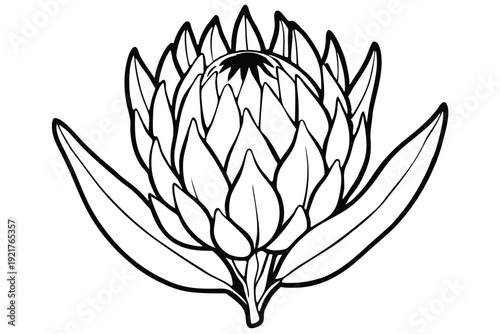 protea silhouette line art vector illustration