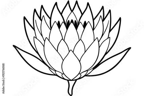 protea silhouette line art vector illustration