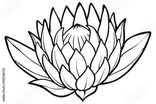 protea silhouette line art vector illustration