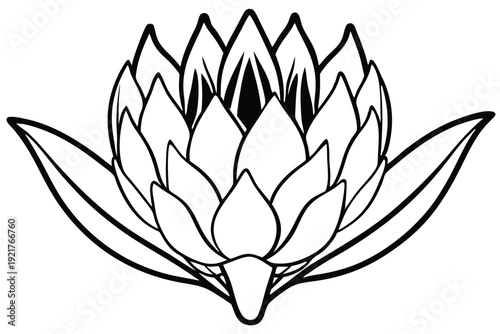 protea silhouette line art vector illustration
