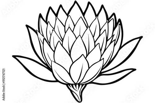protea silhouette line art vector illustration