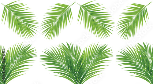 Set collection realistic green palm leaves fronds tropical foliage branches, isolated exotic summer botanical elements transparent background for design illustration, 2026