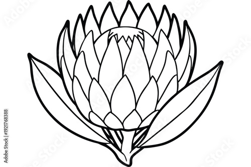 protea silhouette line art vector illustration