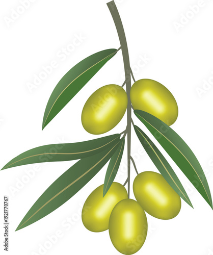 Vector illustration of olive branch with green olives and leaves. Natural organic food symbol with soft gradients. Perfect for Mediterranean cuisine design, olive oil packaging, healthy food branding