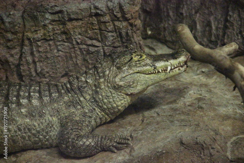 Εκτύπωση καμβά A Spectacled caiman at a local zoo