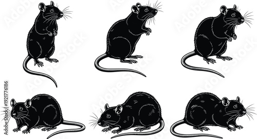 Detailed white line illustrations of rats in various poses on black background, anatomical rodent drawings for biology, zoology, education, science, and artistic reference