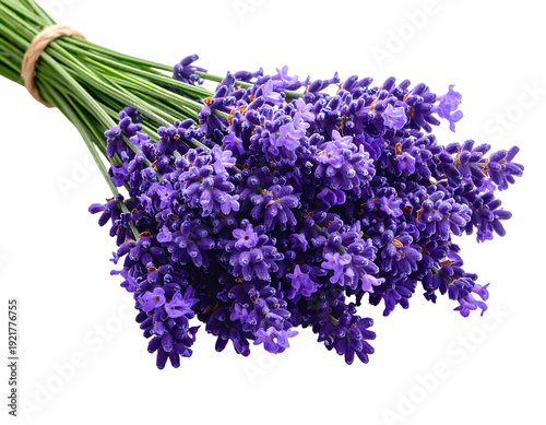 Close-up of a vibrant lavender bouquet tied with twine isolated on white background.