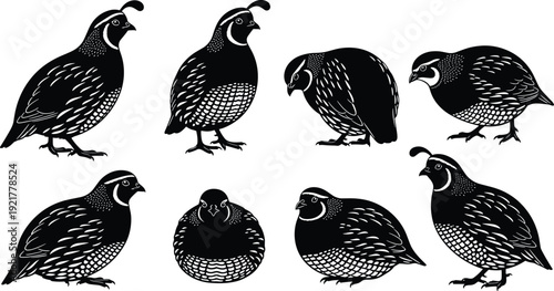 Quail bird silhouettes set in different standing and resting poses isolated on white background wildlife farm vector illustration collection