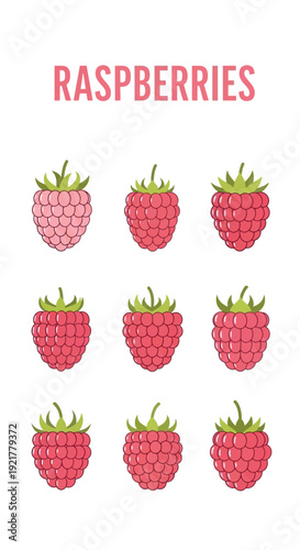 Nine illustrated raspberries in three rows of three against a white background