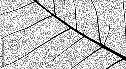 Detailed black and white leaf structure with intricate veins.
