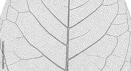 Detailed black and white illustration of a leaf's venation pattern.