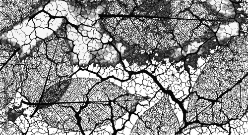 Cracked dry earth surface in black and white texture.