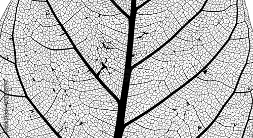 Detailed black and white leaf texture with visible veins and intricate patterns.