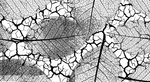Cracked dry leaf texture with intricate patterns and veins.