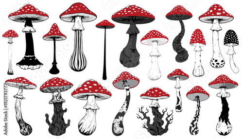 Very beautiful detailed fly agaric mushroom collection rendered in elegant hand drawn vector style, presenting refined forest fungi sketches for botanical and decorative design use.