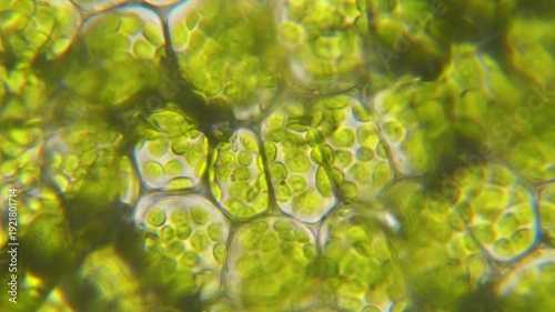 Chloroplast under microscope. Cell division. Cell Structure With Live Bacteria. Leaf Photosynthesis. Plant Cells Under Microscope. Virus Infection. Green Algae Cells Under Microscope. GMO. DNA.