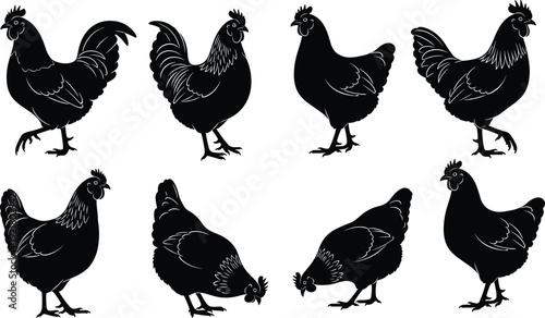Chicken silhouette illustrations, poultry vector artwork, rustic countryside bird clipart, livestock icon collection, stylized chicken poses, agricultural poultry graphics set