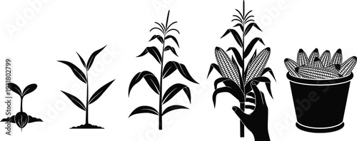 Corn growth stage silhouette set, maize plant life cycle vector illustration, agricultural harvest collection, farm seed to ear development