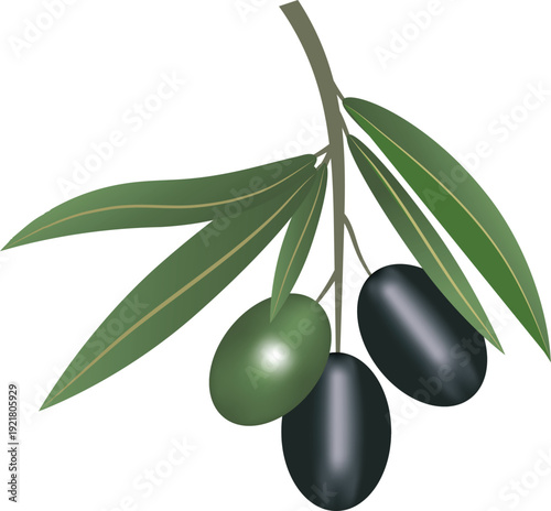Vector illustration of olive branch with black ripe and green unripe olives and leaves. Natural Mediterranean food symbol with soft gradients.