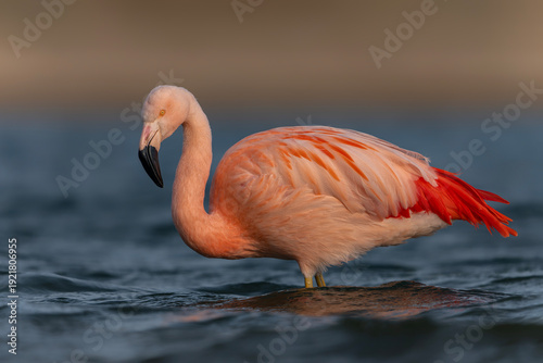 Chilean flamingo (Phoenicopterus chilenis) Standing in Calm Water with Reflection at Sunset.
