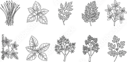 Set of eight hand-drawn herb illustrations in black and white, botanical kitchen plants, vintage culinary sketch for decorative design use