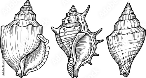 Detailed black and white line of different seashells a white background ocean marine