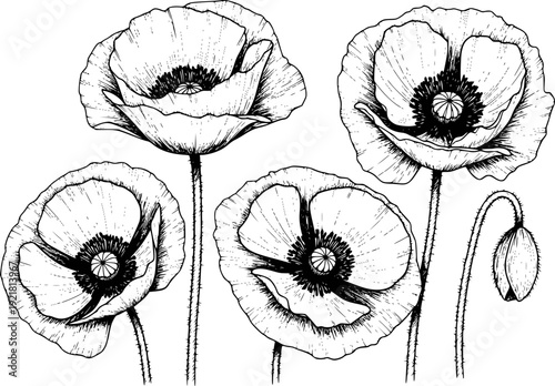 Detailed Black and White of Poppies and Bud a White Background poppy flower