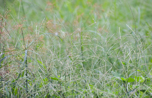 Eleusine indica Indian Goosegrass With Seed Heads In Morning Light.