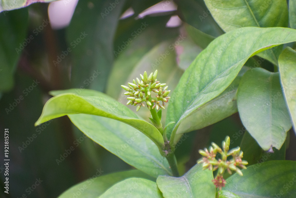 Fototapeta premium Ixora chinensis Ixora Flower Buds In Natural Garden.