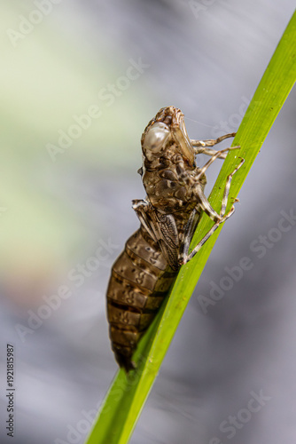 Fotografie dragonfly nymphal stage empty case chitinous exoskeleton attached to a grass bla