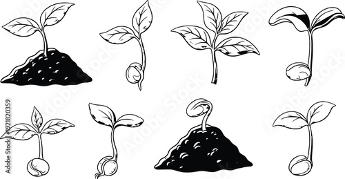 Seedling Growth Stages Black eraоми Vector Illustration