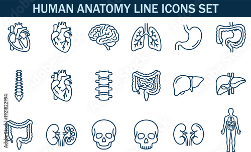 Human anatomy line icons set, medical organ outline vector collection, heart brain lungs liver kidney spine intestine symbols, healthcare editable elements isolated