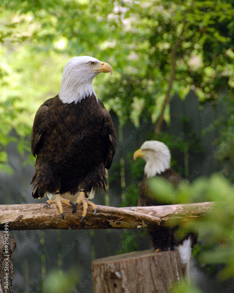 Obraz premium Two bald eagles perched in forest setting
