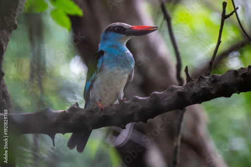 Photos Blue-breasted Kingfisher (Halcyon malimbica) perched in a riverine tree canopy, showing its turquoise and black plumage