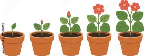 Flower growth stages in pot vector illustration, seedling to blooming plant lifecycle isolated on white background for gardening and home decoration concept