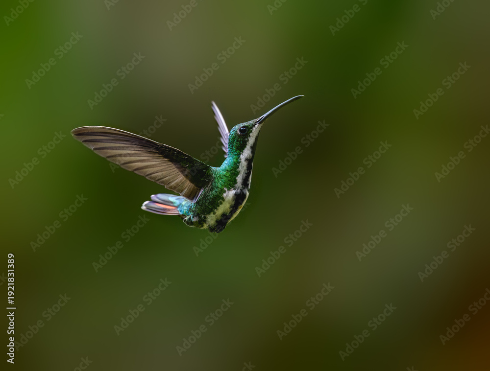 Naklejka premium Female Black-throated Mango Hummingbird Hovering In Mid-Air