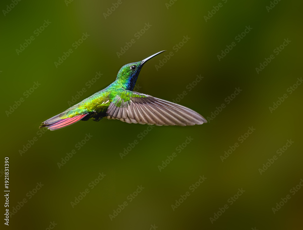 Fototapeta premium Rufous-tailed Hummingbird Hovering in Flight With Wings Spread