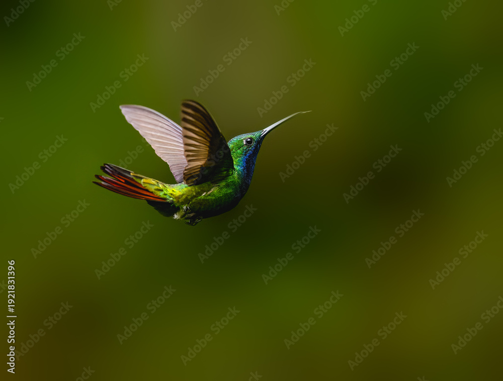Fototapeta premium Rufous-tailed Hummingbird Hovering in Flight With Wings Spread