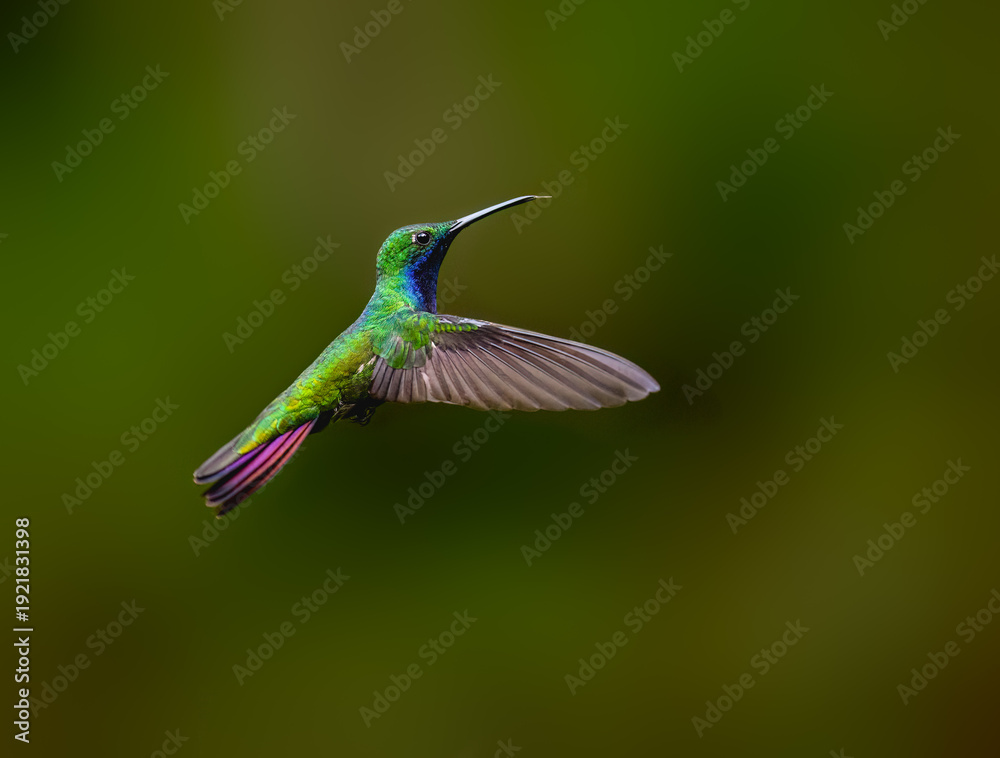 Fototapeta premium Rufous-tailed Hummingbird Hovering in Flight With Wings Spread