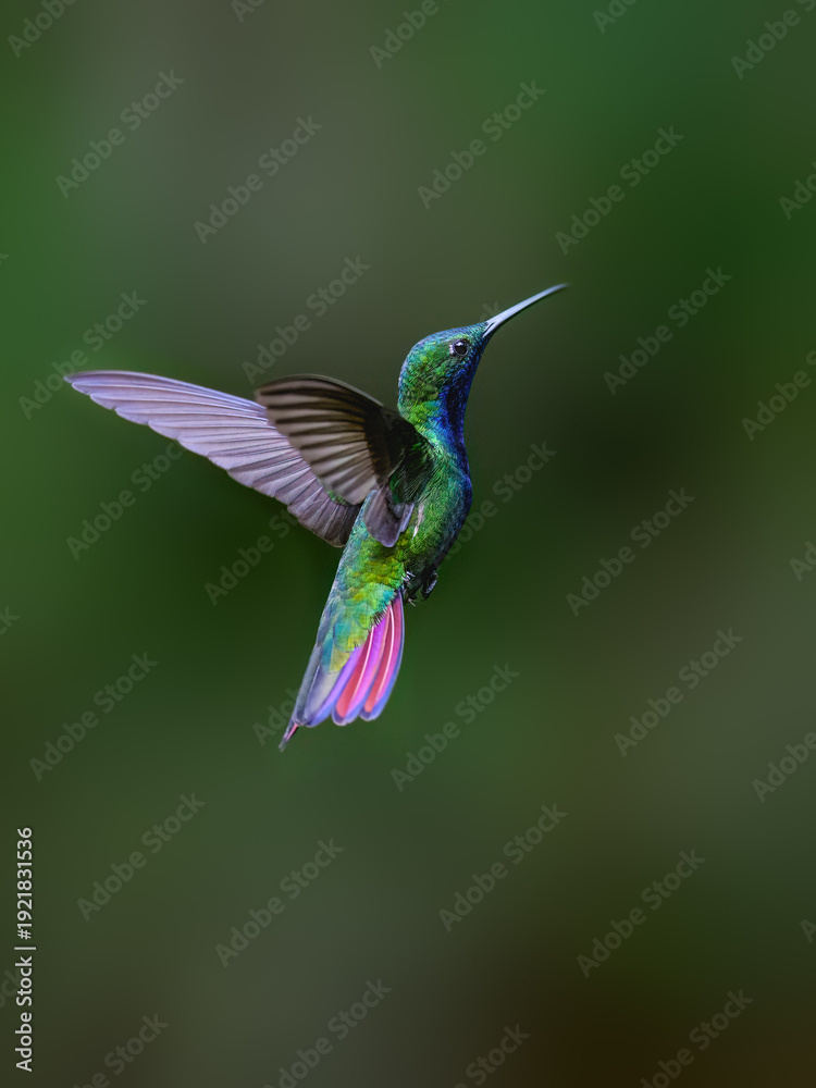 Fototapeta premium Rufous-tailed Hummingbird Hovering in Flight With Wings Spread