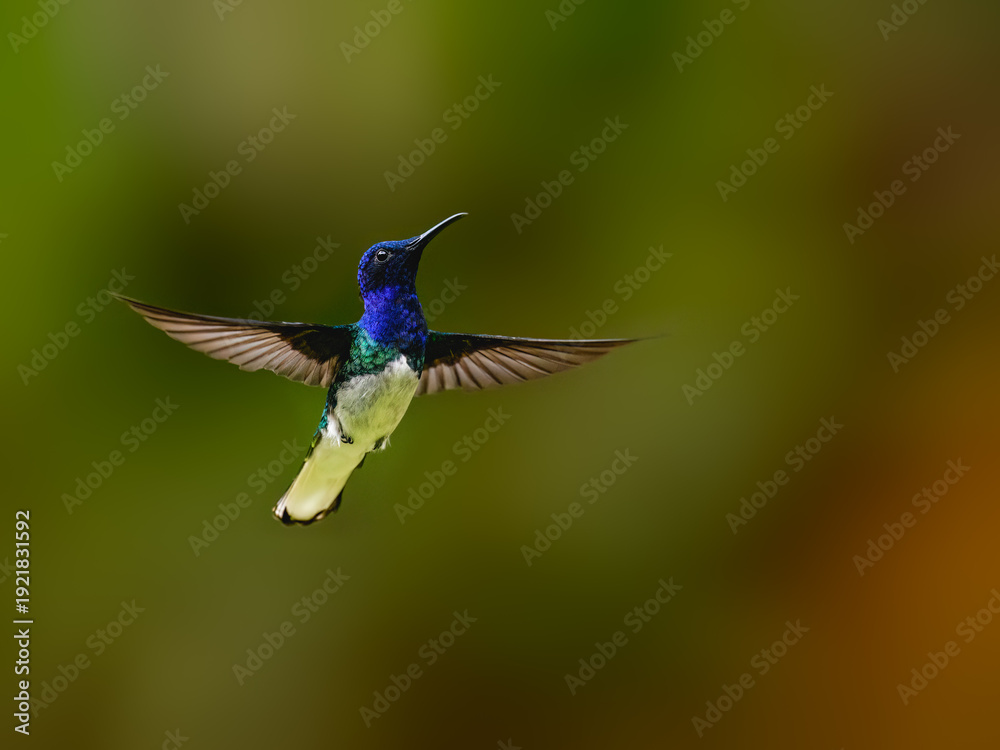 Fototapeta premium White-necked Jacobin Hummingbird Hovering In Flight Against Green Background