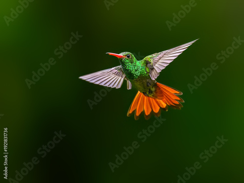 Rufous-tailed Hummingbird Hovering in Flight With Wings Spread