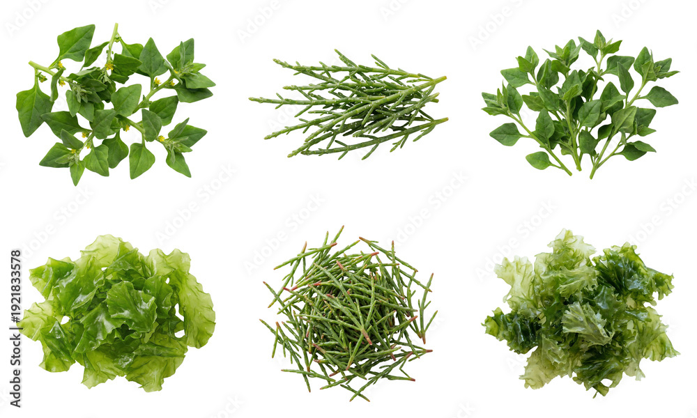 Fototapeta premium Collection of green plants and leaves arranged neatly in a grid pattern on a surface