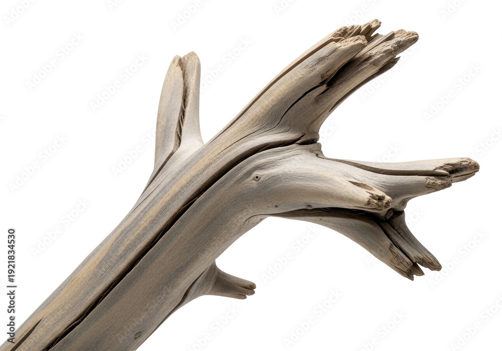 Fototapeta premium Weathered driftwood branch with intricate grain patterns and split ends on black background