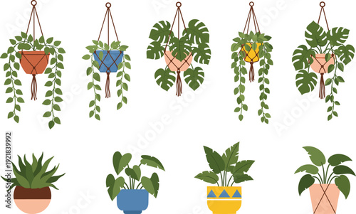 Set of hand drawn vector hanging plants in macrame planters and potted houseplants, monstera, pothos, and foliage for home decor