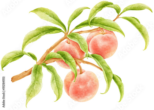 watercolor peach fruits