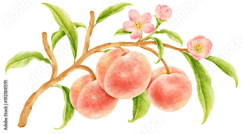 watercolor peach fruits