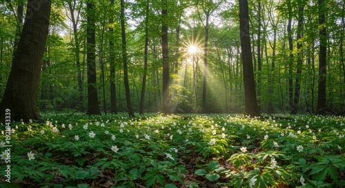 Sunbeams pierce through lush green forest canopy illuminating a carpet of white wildflowers