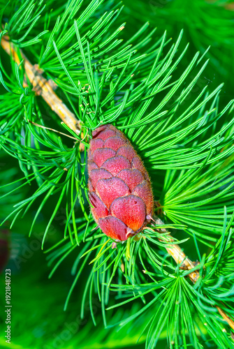 Young larch cone close-up