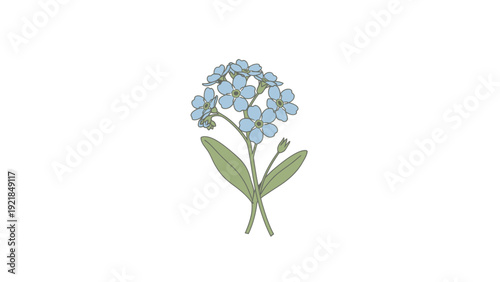 Illustration of a cluster of blue forget-me-not flowers with leaves.
